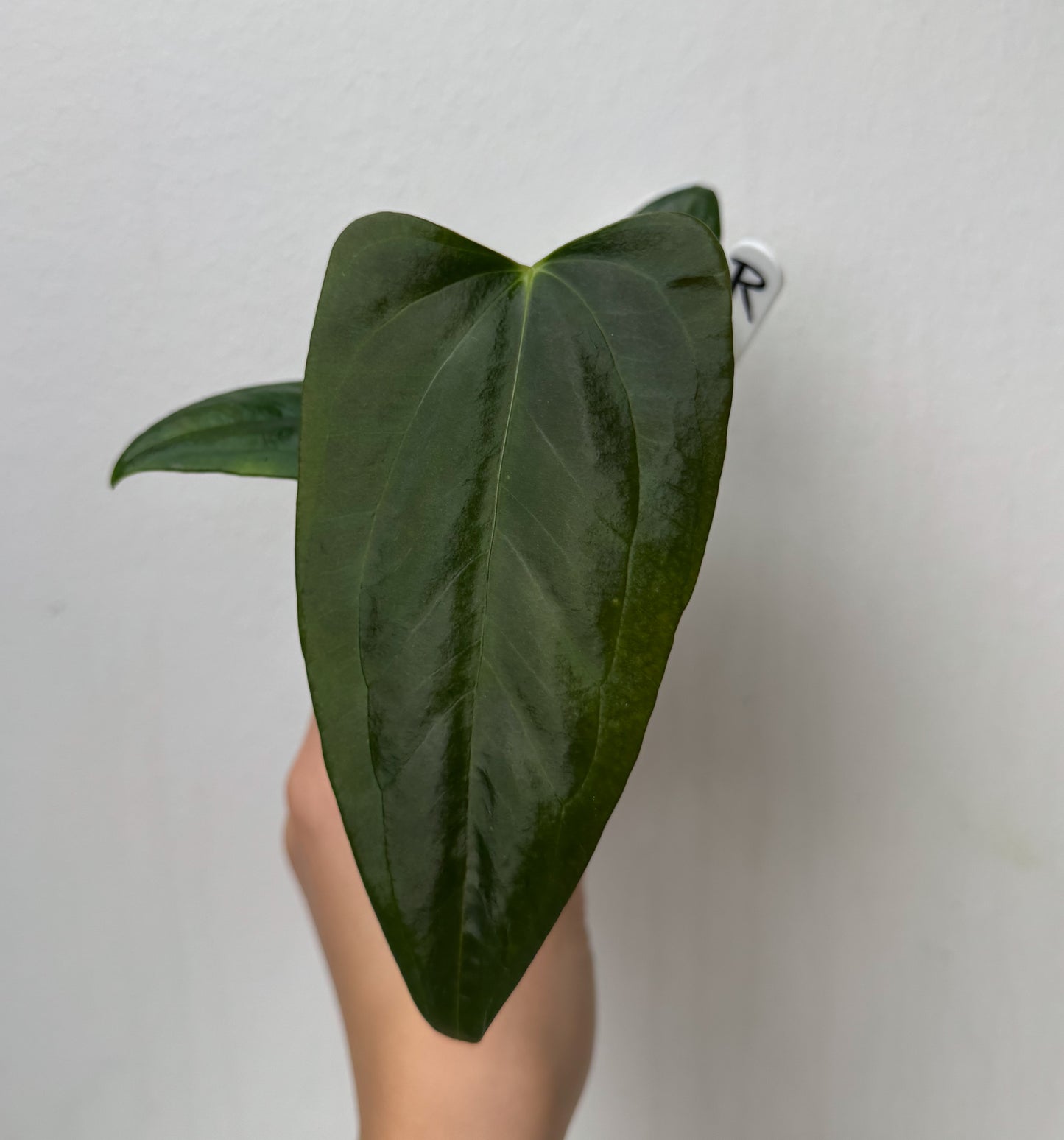 Anthurium (subsignatum x papillilaminum 'Marie') x (NSE dorito port x papillilaminum RLFS)