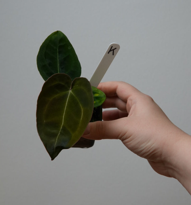 Anthurium complex HU hybrid 2 x (forgetii x warocquanum 'Alien')