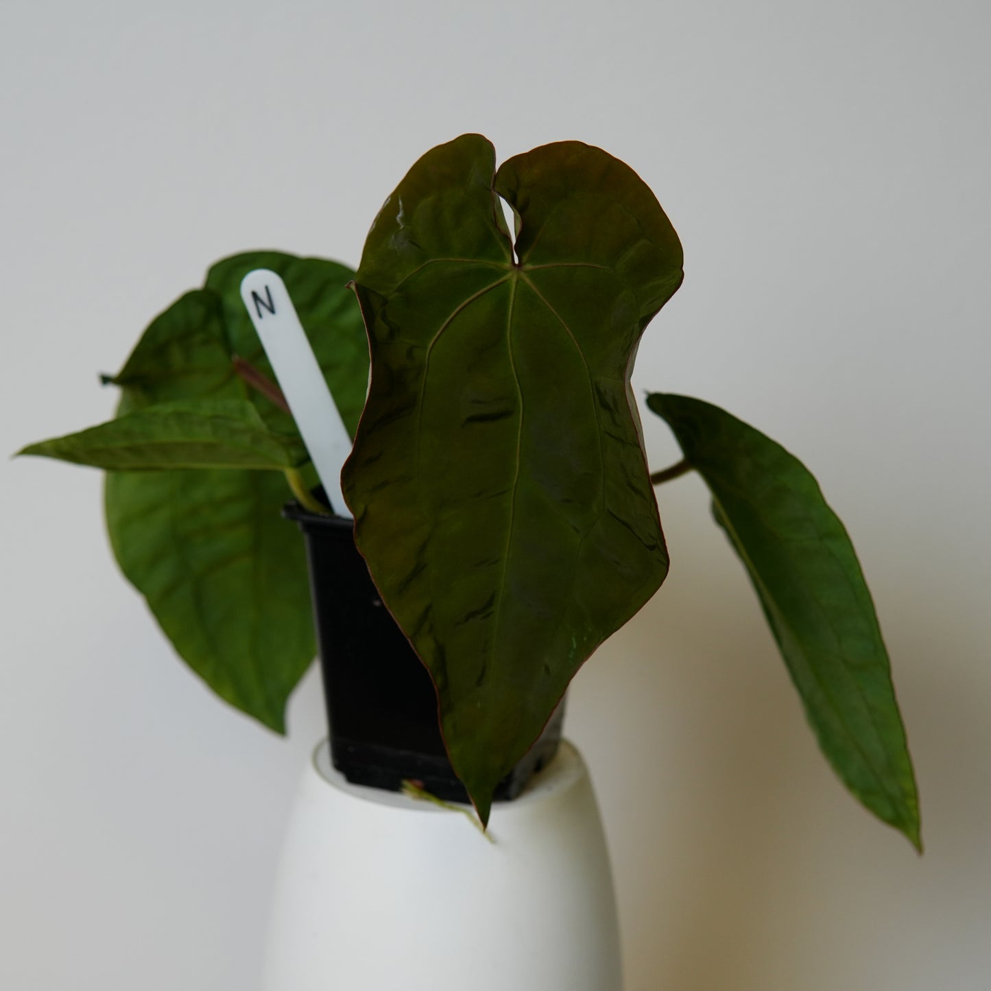 Anthurium (AOS x (Zara x Michelle) 6) x dressleri ('Black x RG f2')