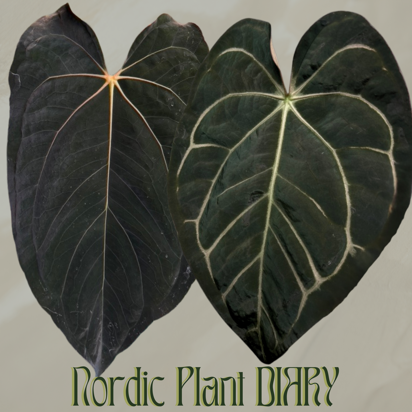 Anthurium ((carlablackiae x dressleri RD) x pap 'RLFS') x carlablackiae (NSE)