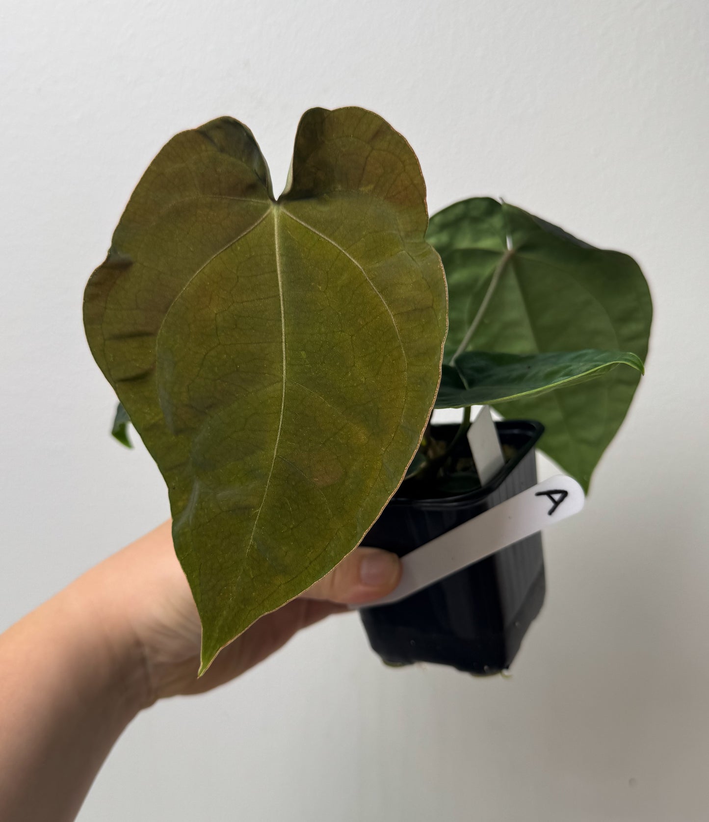Anthurium (AOS x forgetii 3) x BVEP ('round' x 'RA1')