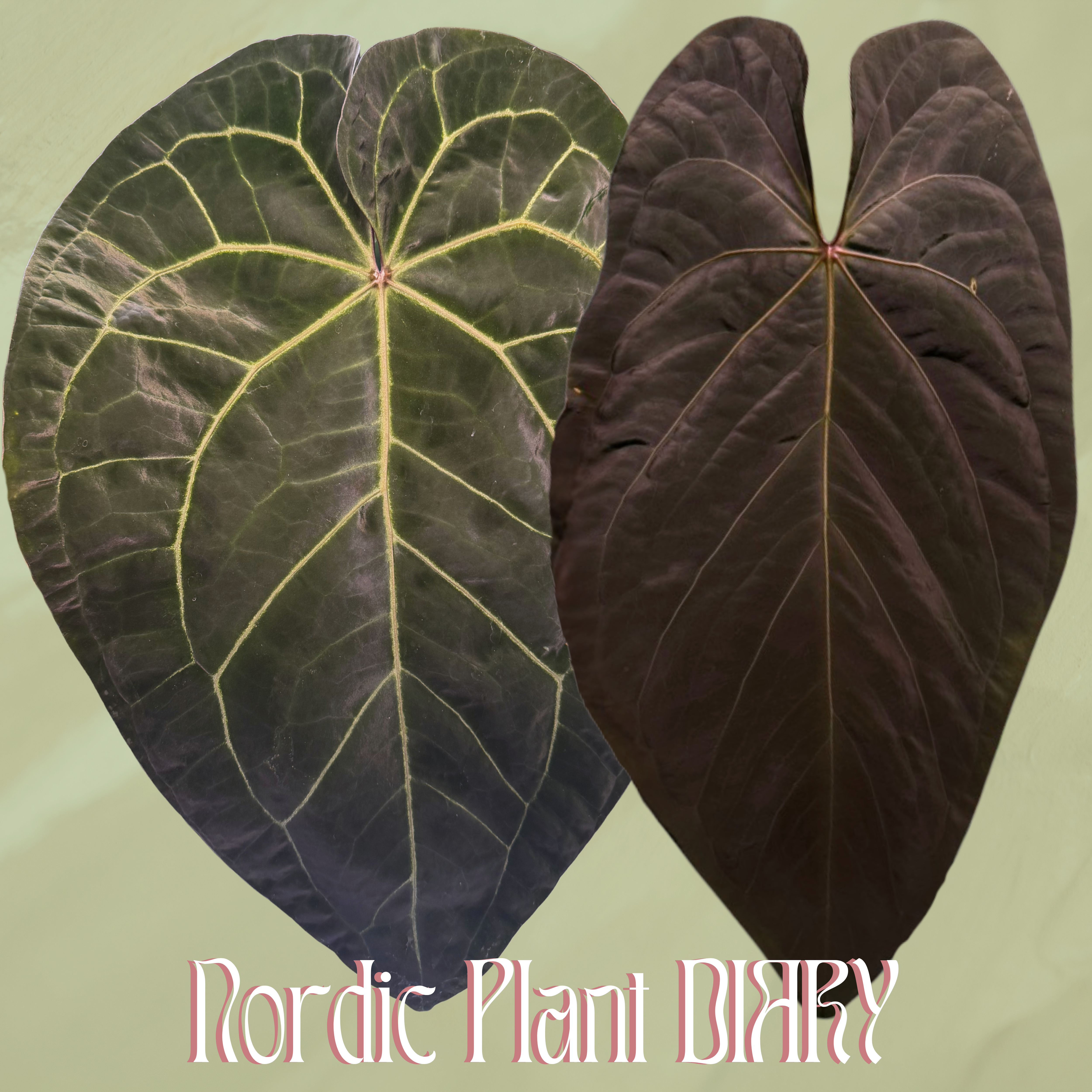 Anthurium (AOS x (Zara x Michelle) 4) x (noid 'Code Red' x