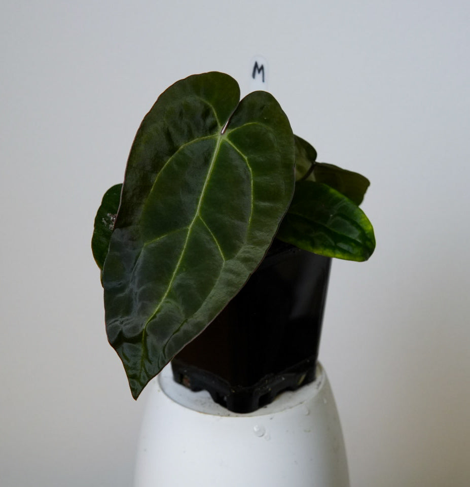 Anthurium Ace of Spades x carlablackiae (NSE)