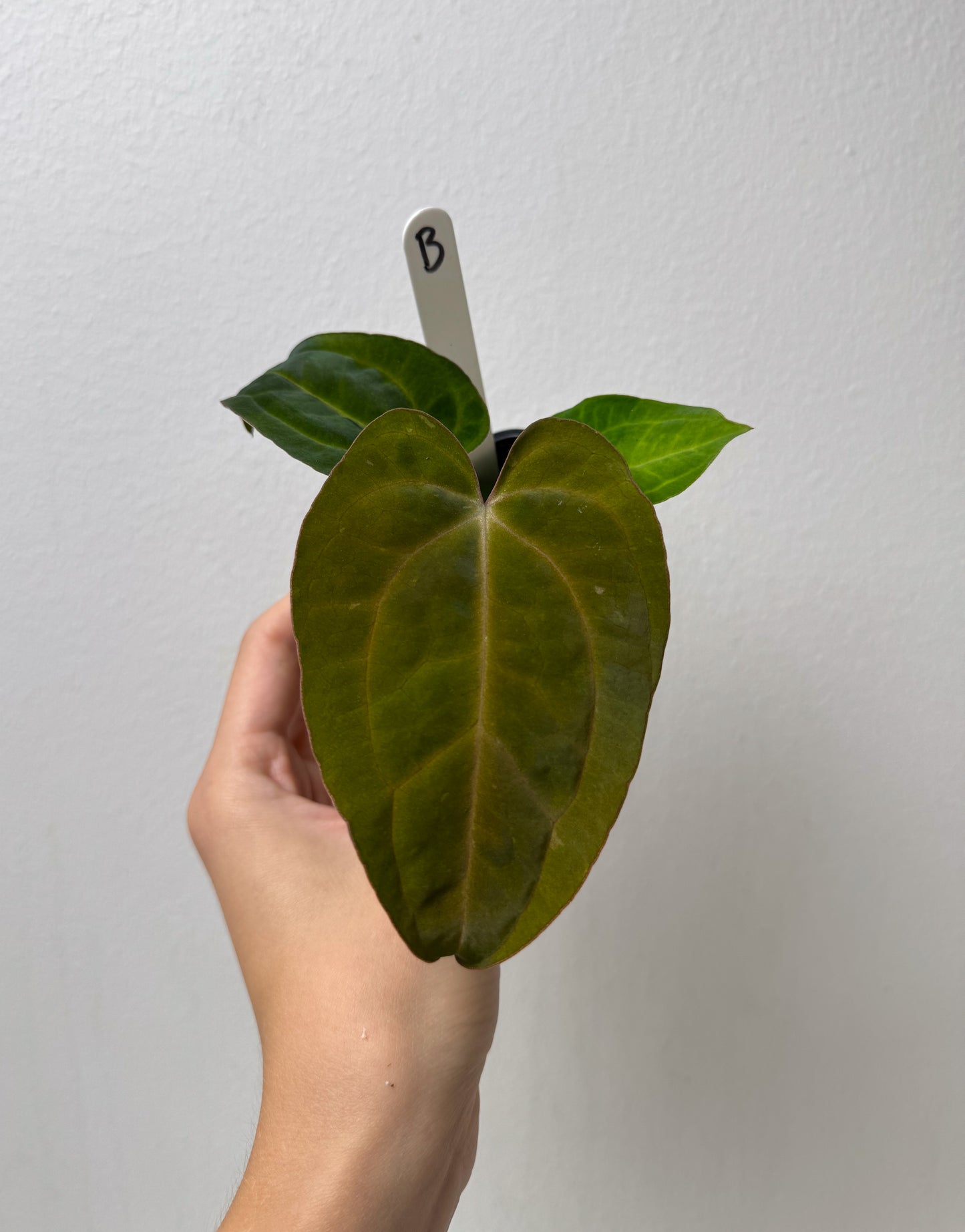 Anthurium carlablackiae (NSE) x BVEP ('SS x RA')