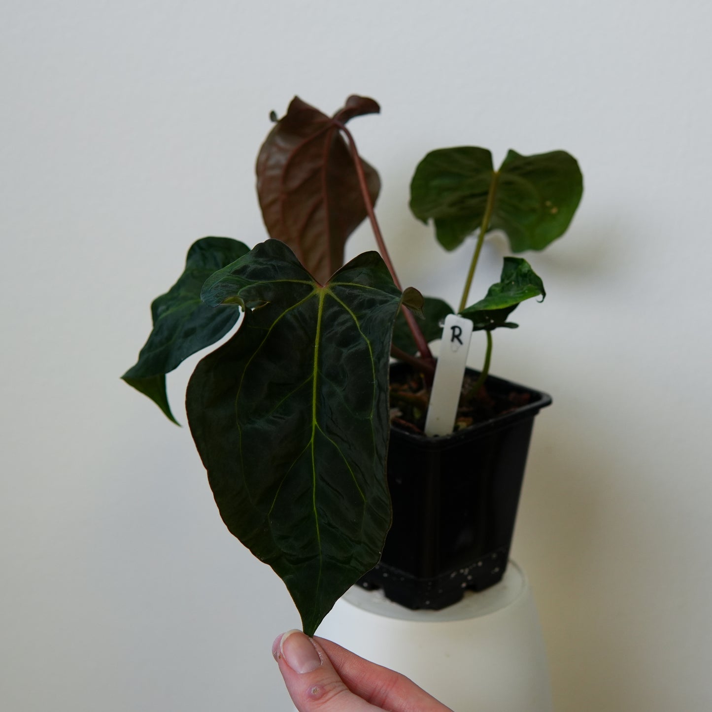 Anthurium (AOS x (Zara x Michelle) 1) x ((carlablackiae x dressleri RD) x pap 'RLFS')