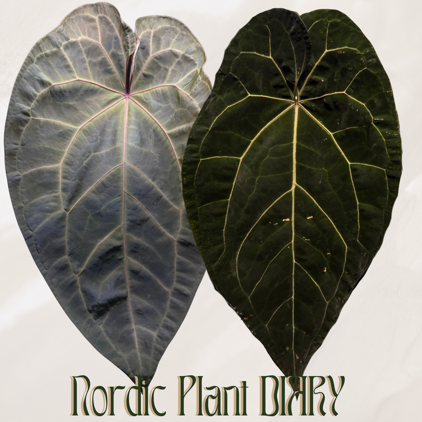 Anthurium AOS x (Zara x Michelle) F2