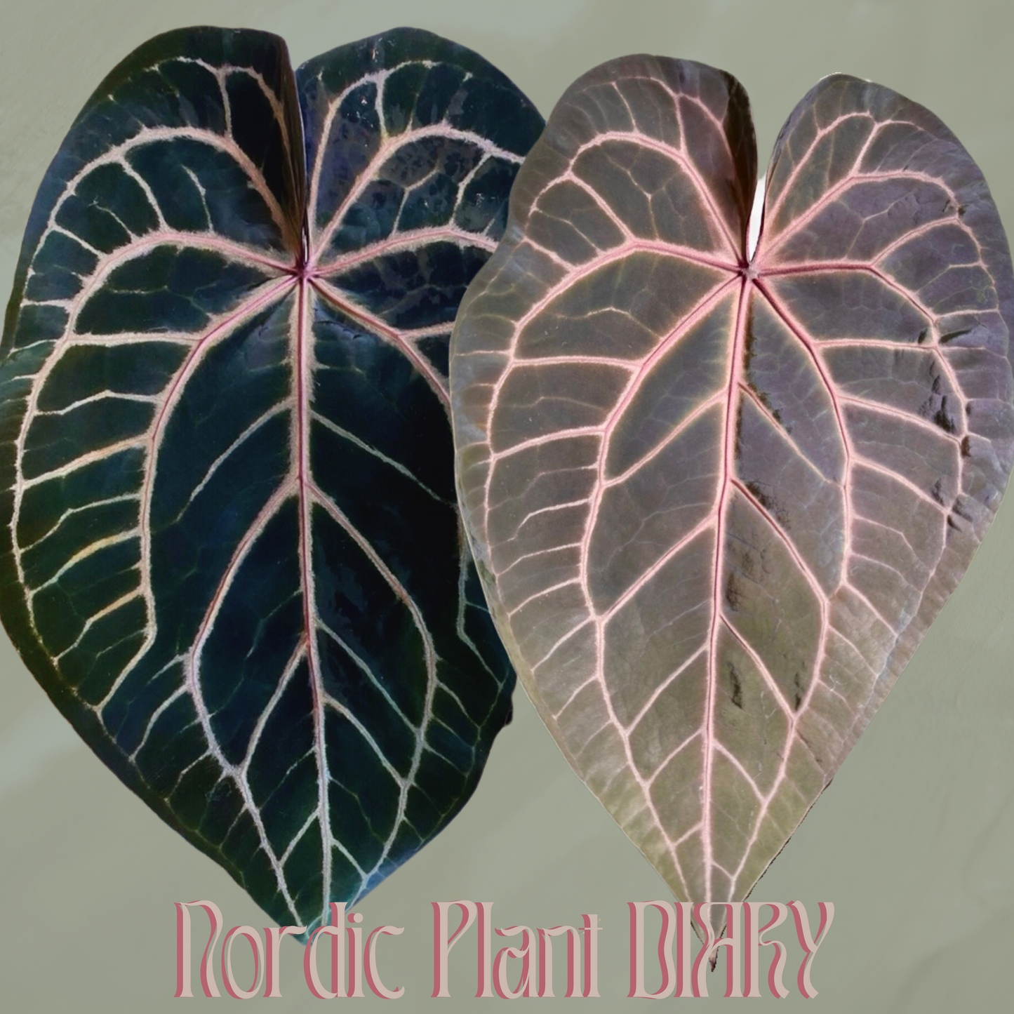 Anthurium Red Crystallinum (docblock) x (Zara x Michelle)