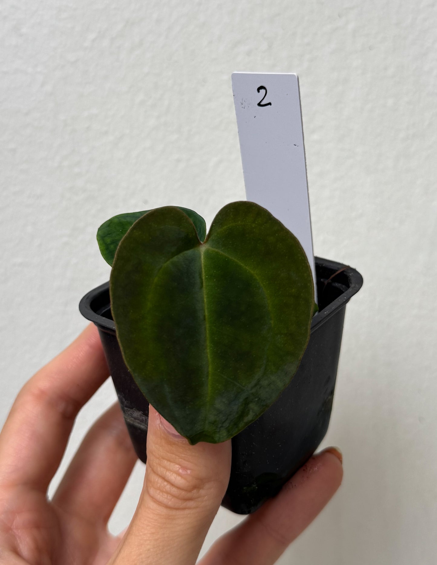 Anthurium (AOS x forgetii 2) x besseae aff