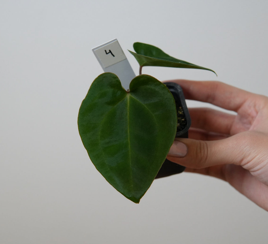 Anthurium (AOS x forgetii 2) x besseae aff