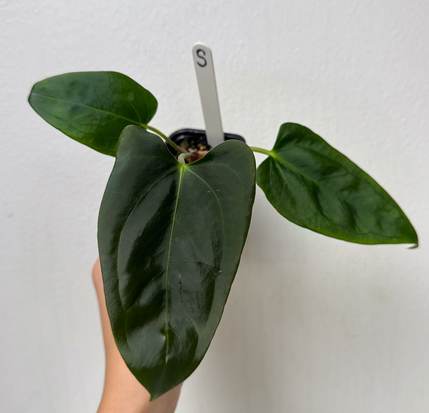 Anthurium (subsignatum x papillilaminum 'Marie') x (NSE dorito port x papillilaminum RLFS)