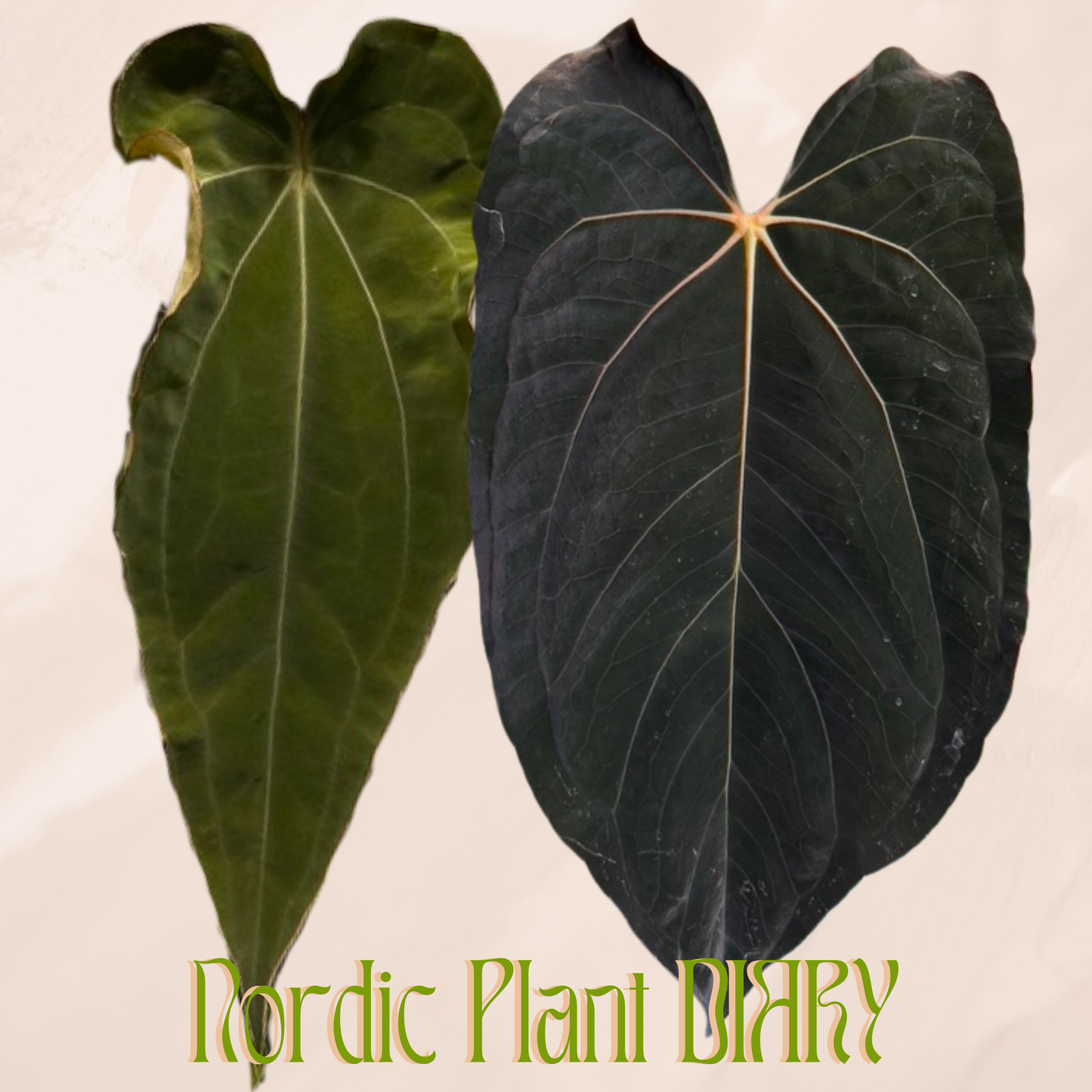 Anthurium 'Weirdo' x ((carlablackiae x dressleri RD) x pap 'RLFS') (Kopio)