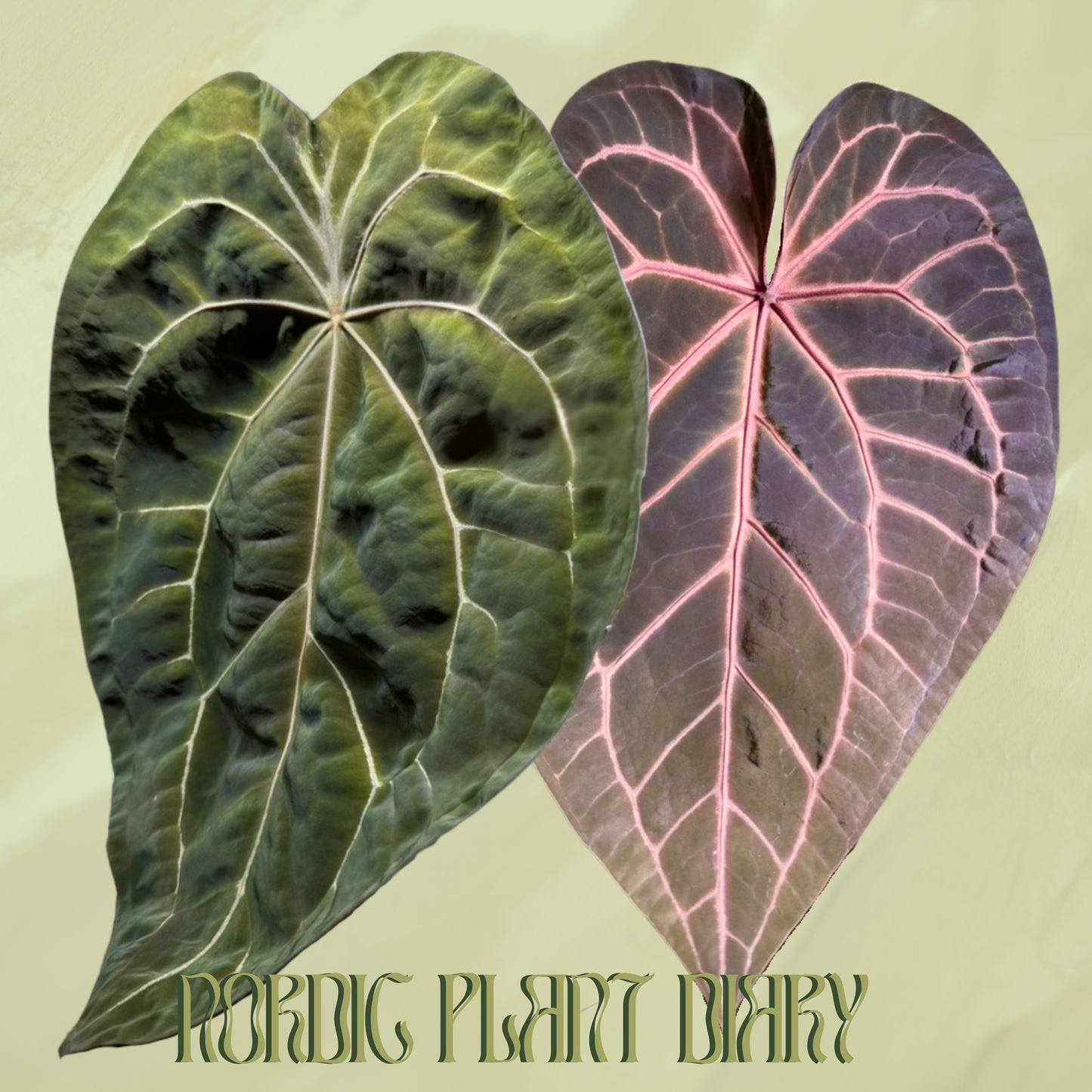 Anthurium (Red Crystallinum x forgetii) x (Zara x Michelle)