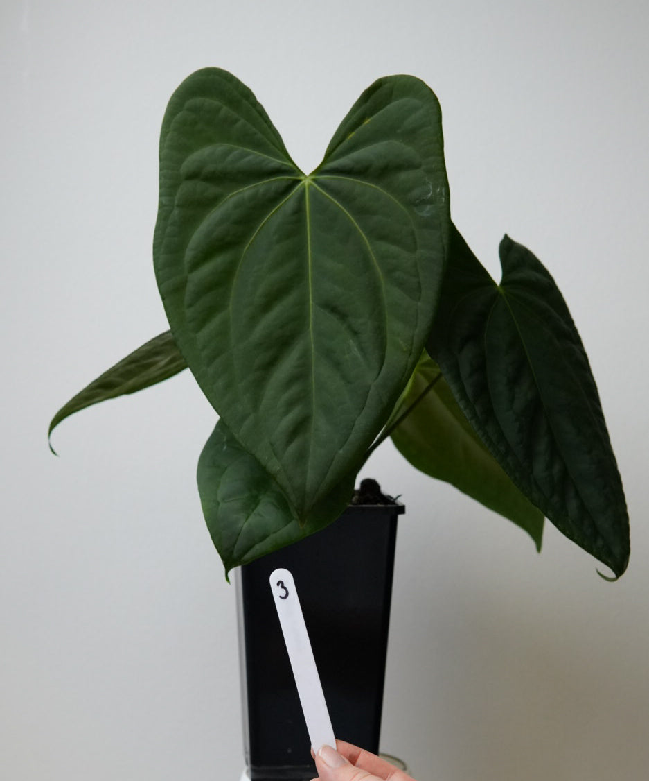 Anthurium (Velvet mask x besseae aff 1) x (subsignatum x papillilaminum 'Marie')