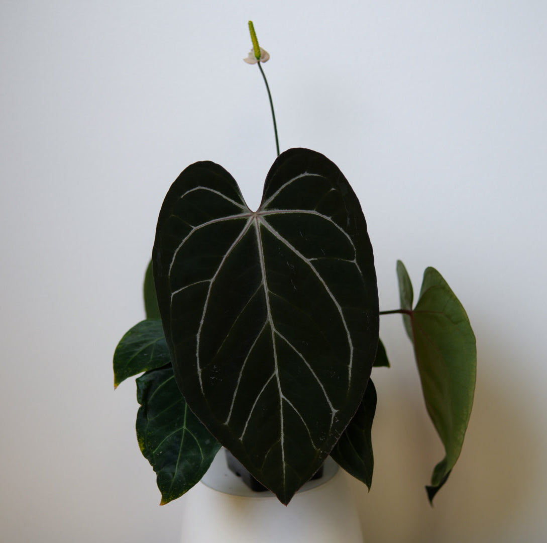 Anthurium carlablackiae X (NSE) x complex HU hybrid 1