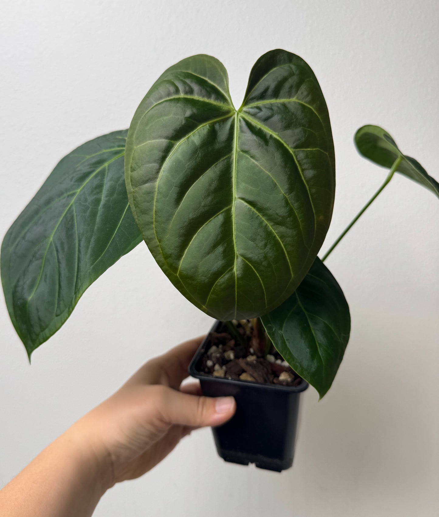 Anthurium 'Silver Shield' x 'Mr Worldwide'