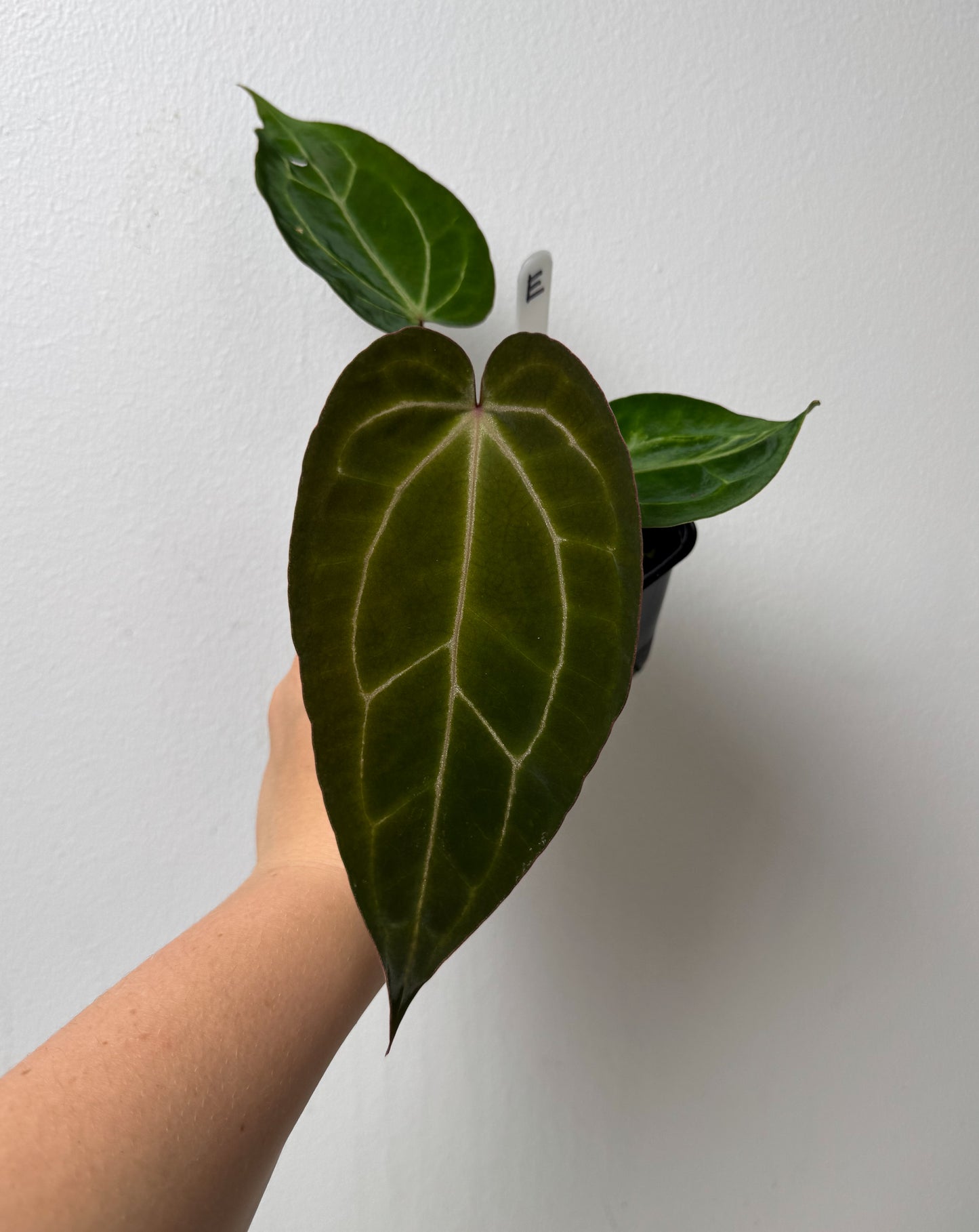 Anthurium (Zara x Michelle) x carlablackiae X (NSE)