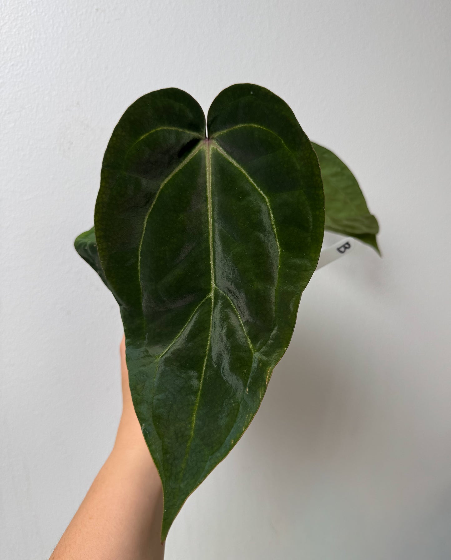 Anthurium (Zara x Michelle) x carlablackiae X (NSE)