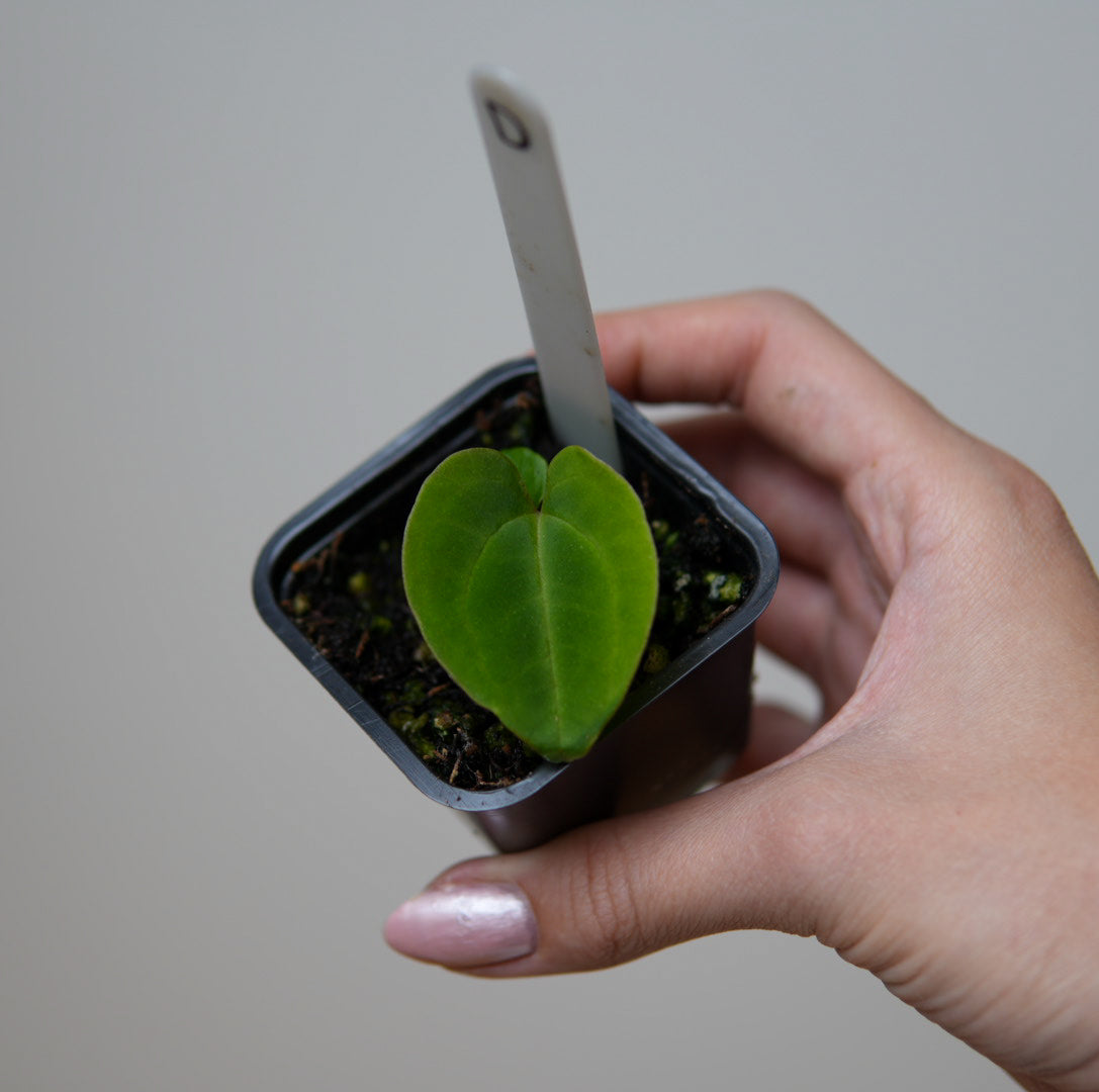 Anthurium (Velvet mask x besseae aff 1) x kunayalense