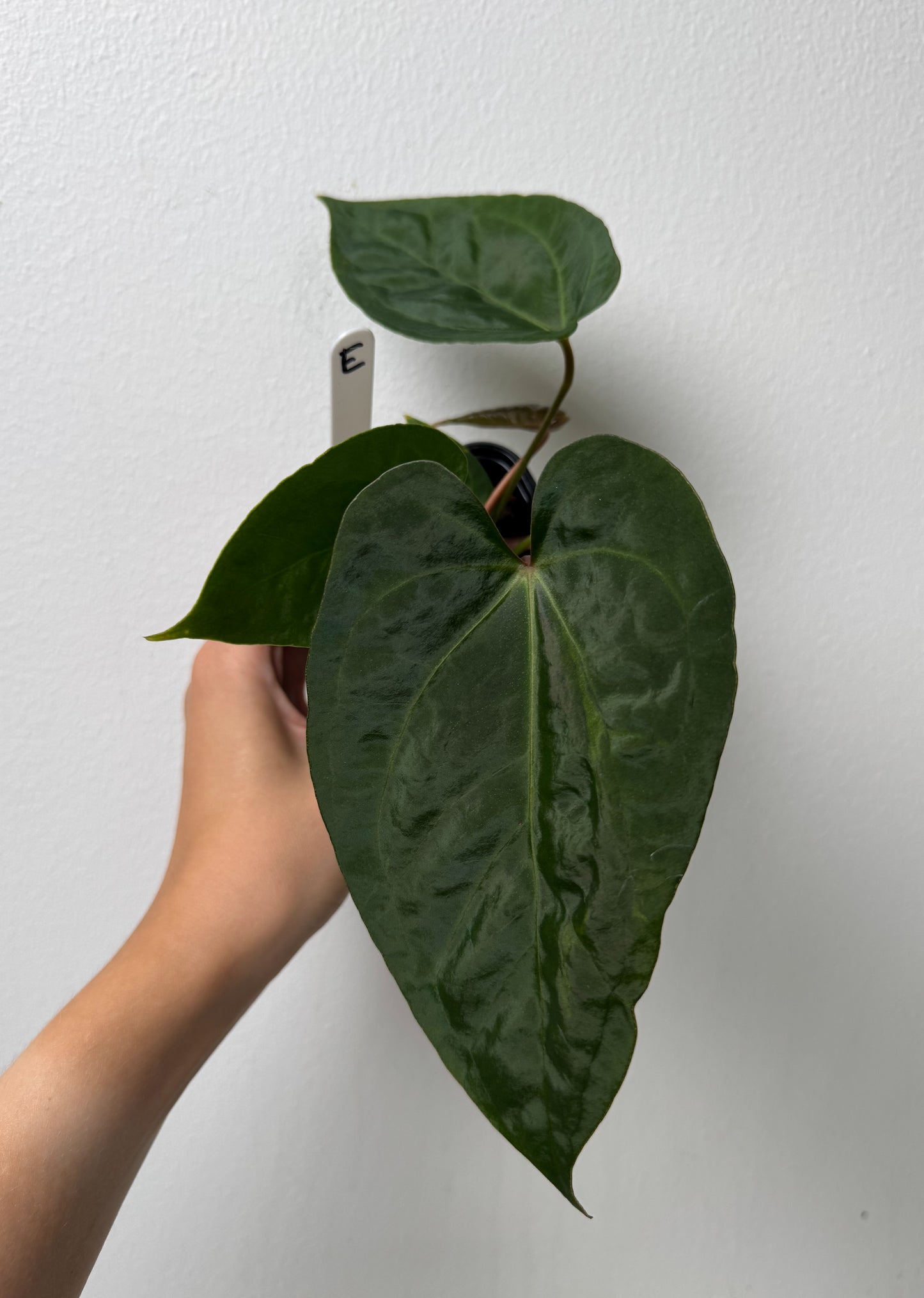 Anthurium Cv Carmesim x (Zara x Michelle)
