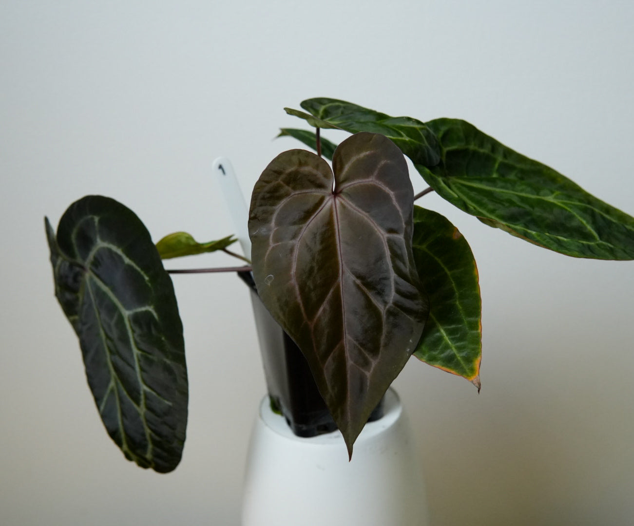 Anthurium (Red Crystallinum x forgetii) x (Zara x Michelle)