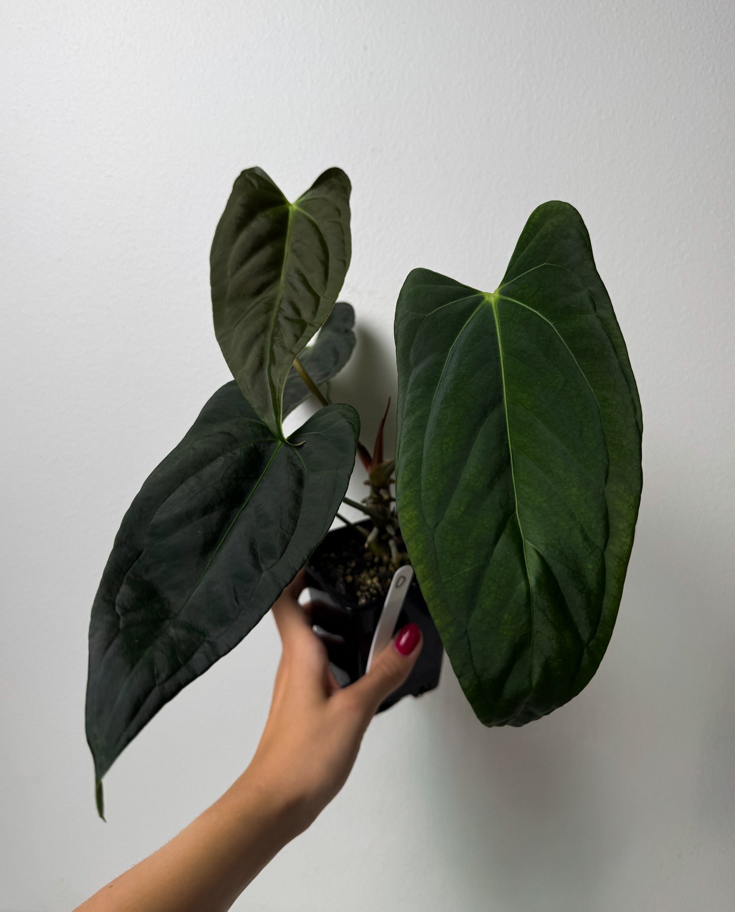 Anthurium (subsignatum x papillilaminum 'Marie') x (NSE dorito port x papillilaminum RLFS)