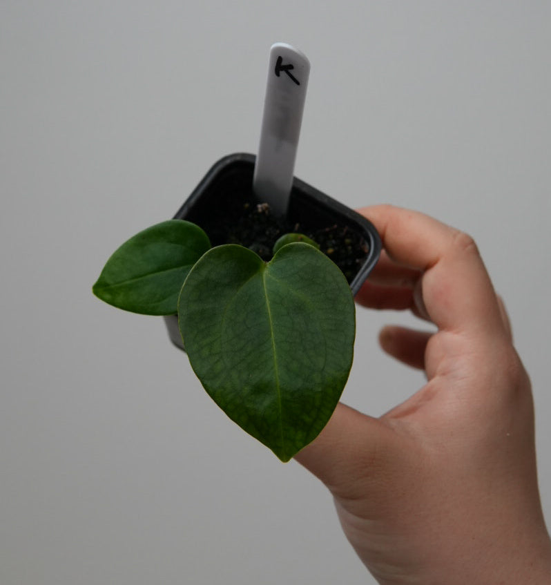 Anthurium (subsignatum x papillilaminum 'Marie') x carlablackiae NSE