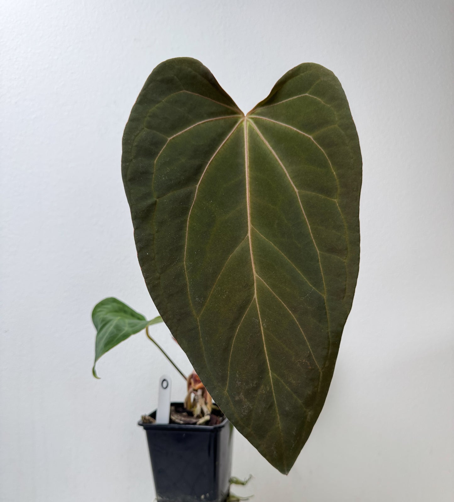 Anthurium (midnight velvet x 'red studd') x carlablackiae x (NSE)