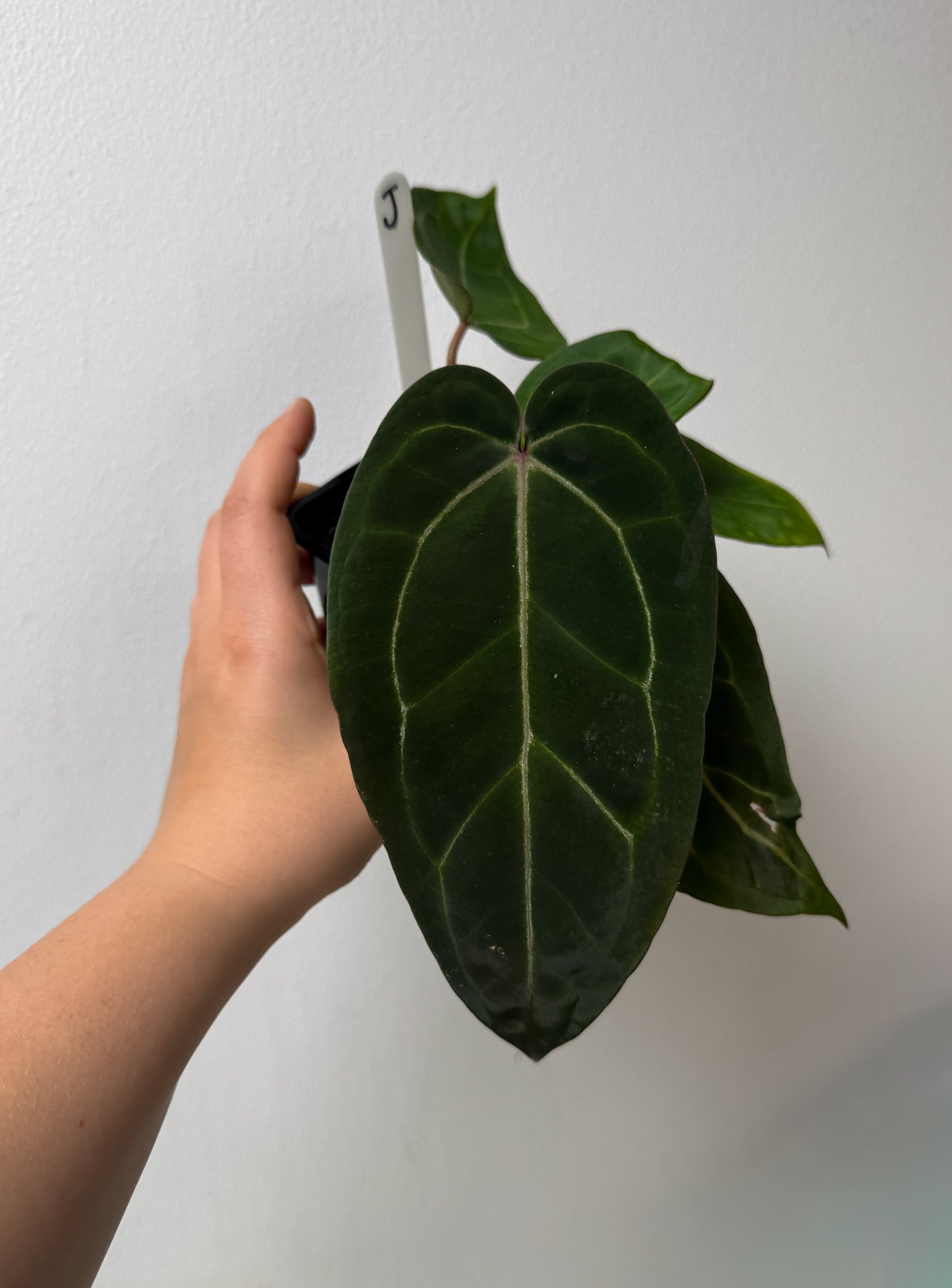 Anthurium (Zara x Michelle) x carlablackiae X (NSE)