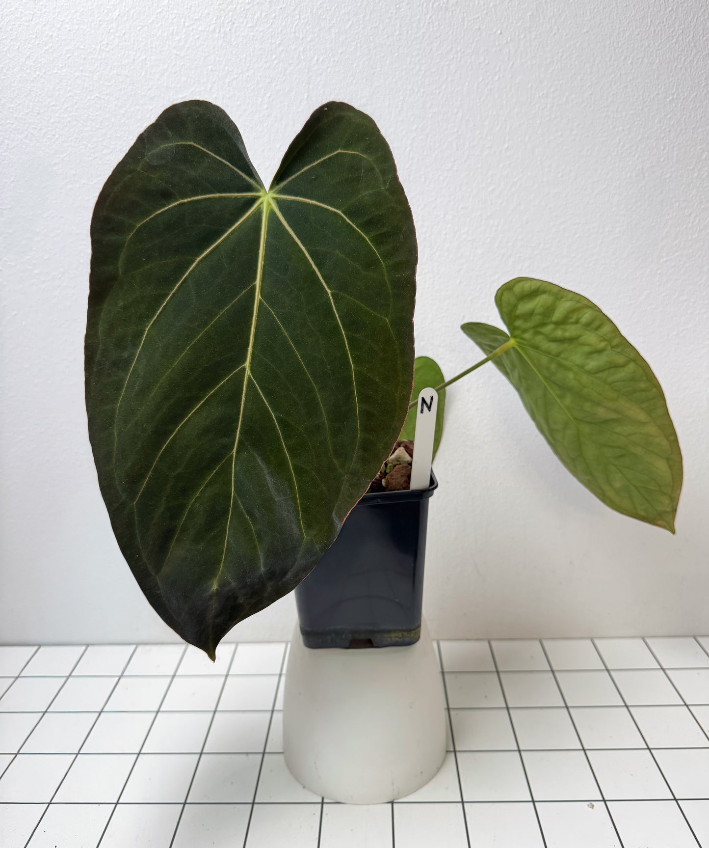 Anthurium (midnight velvet x 'red studd') x carlablackiae x (NSE)