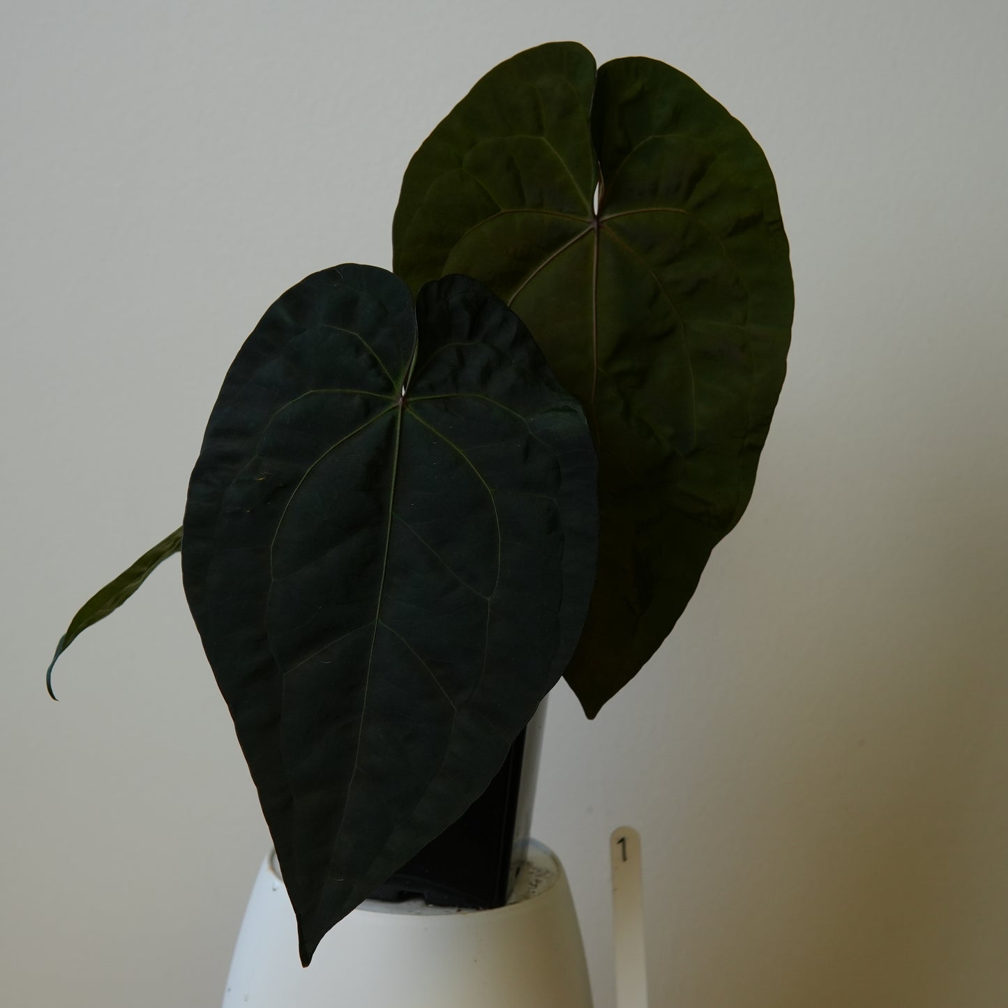 Large Anthurium (AOS x (Zara x Michelle) 4) x (noid 'Code Red' x papillilaminum 'A+')
