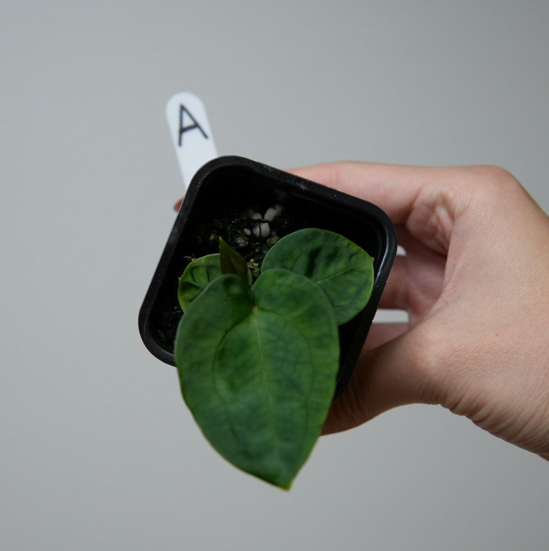 Anthurium (AOS x (Zara x Michelle) 4) x (noid 'Code Red' x papillilaminum 'A+')