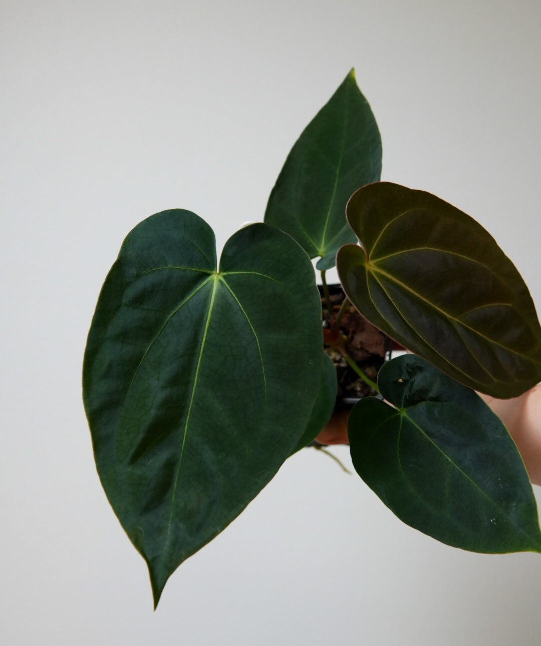 Anthurium carlablackiae X (NSE) x (forgetii x warocquenum 'Alien')