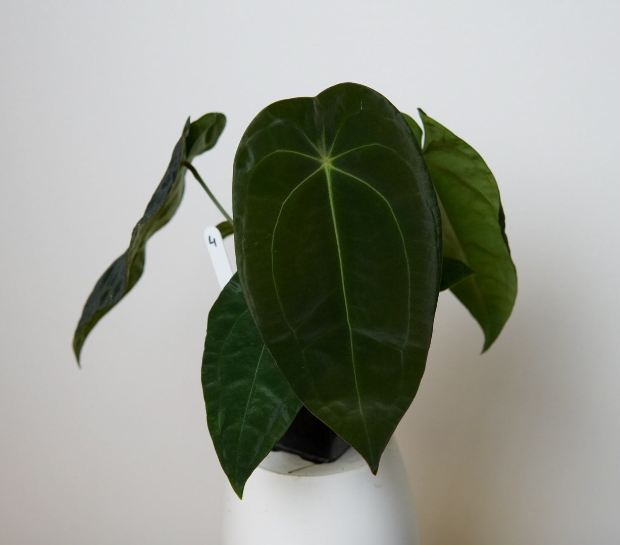 Anthurium (AOS x forgetii 3) x BVEP ('round' x 'RA1')