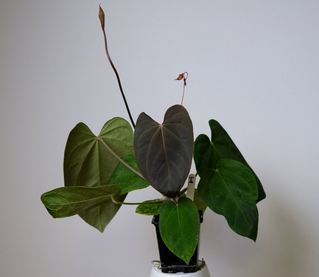 Anthurium (midnight velvet x 'red studd') x carlablackiae x (NSE)