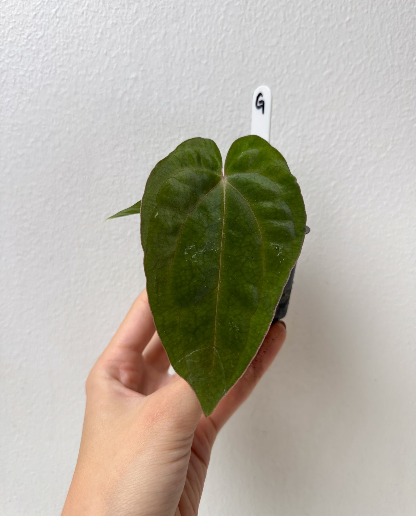 Anthurium carlablackiae (NSE) x BVEP ('SS x RA')