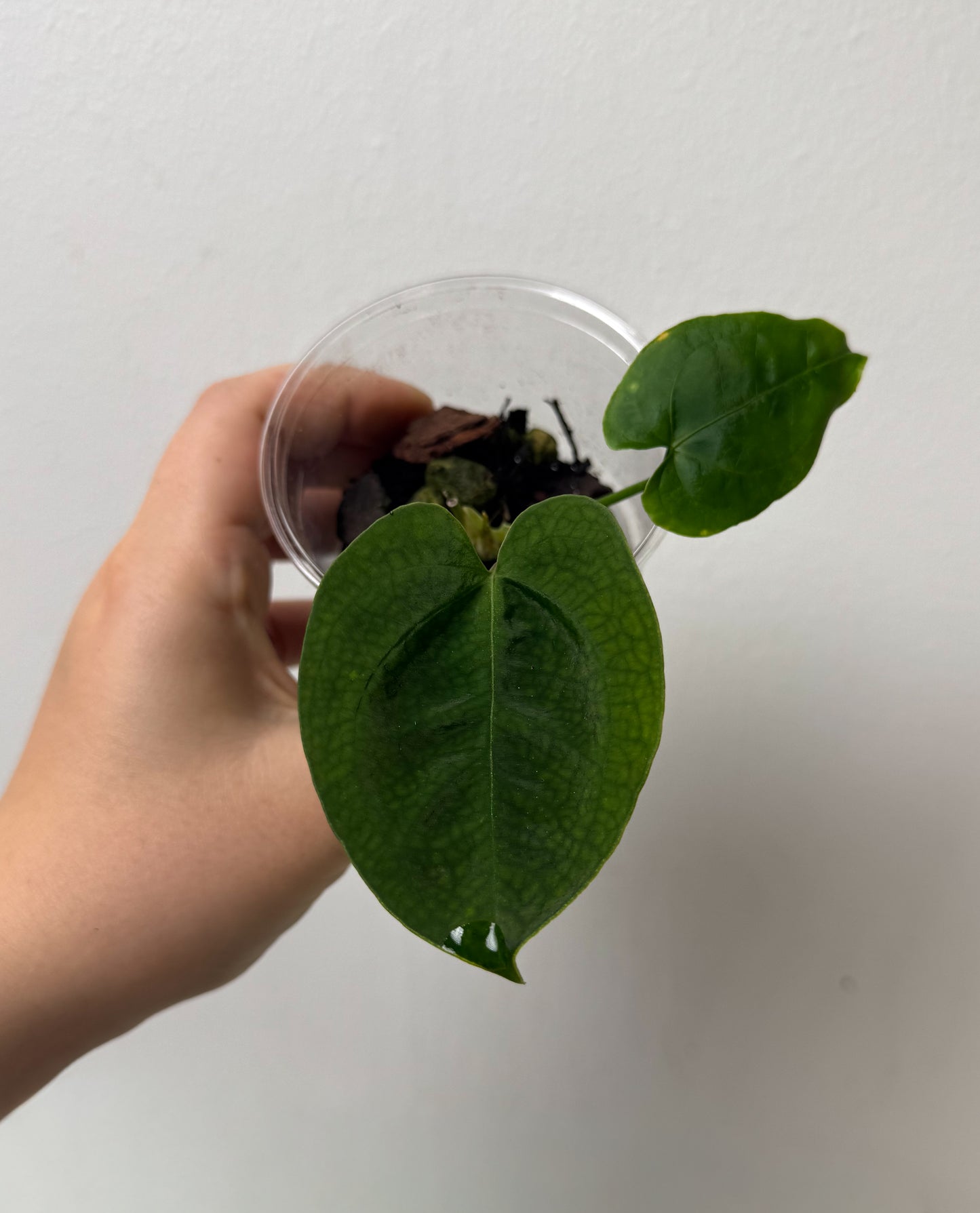Anthurium Queen of Hearts x besseae aff or forgetti df
