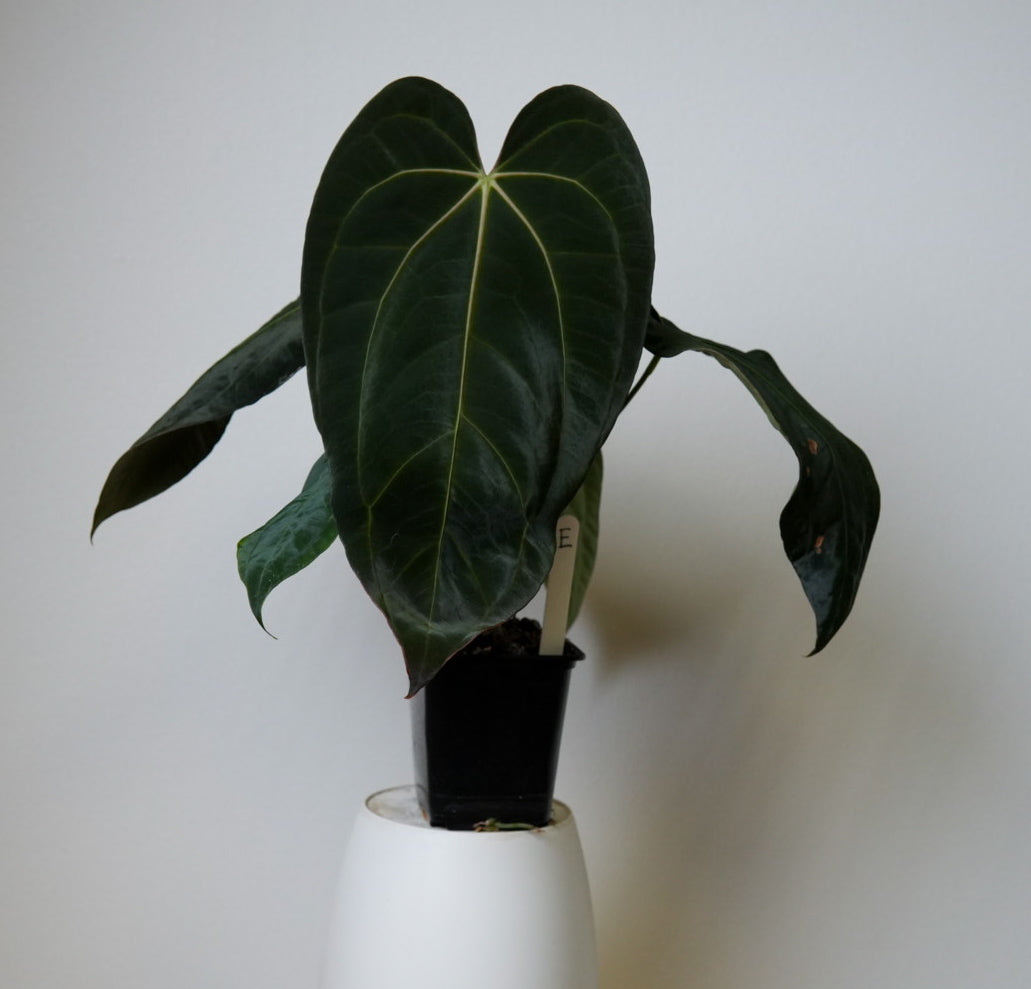 Anthurium (papX x pap x-one) variegated x carlablackiae X (NSE)
