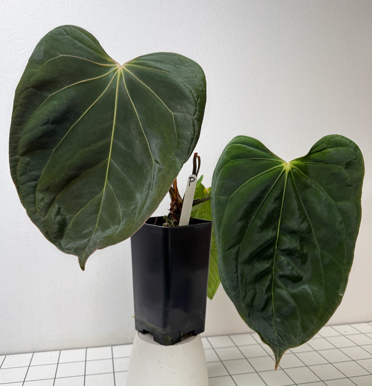 Anthurium (midnight velvet x 'red studd') x carlablackiae x (NSE)