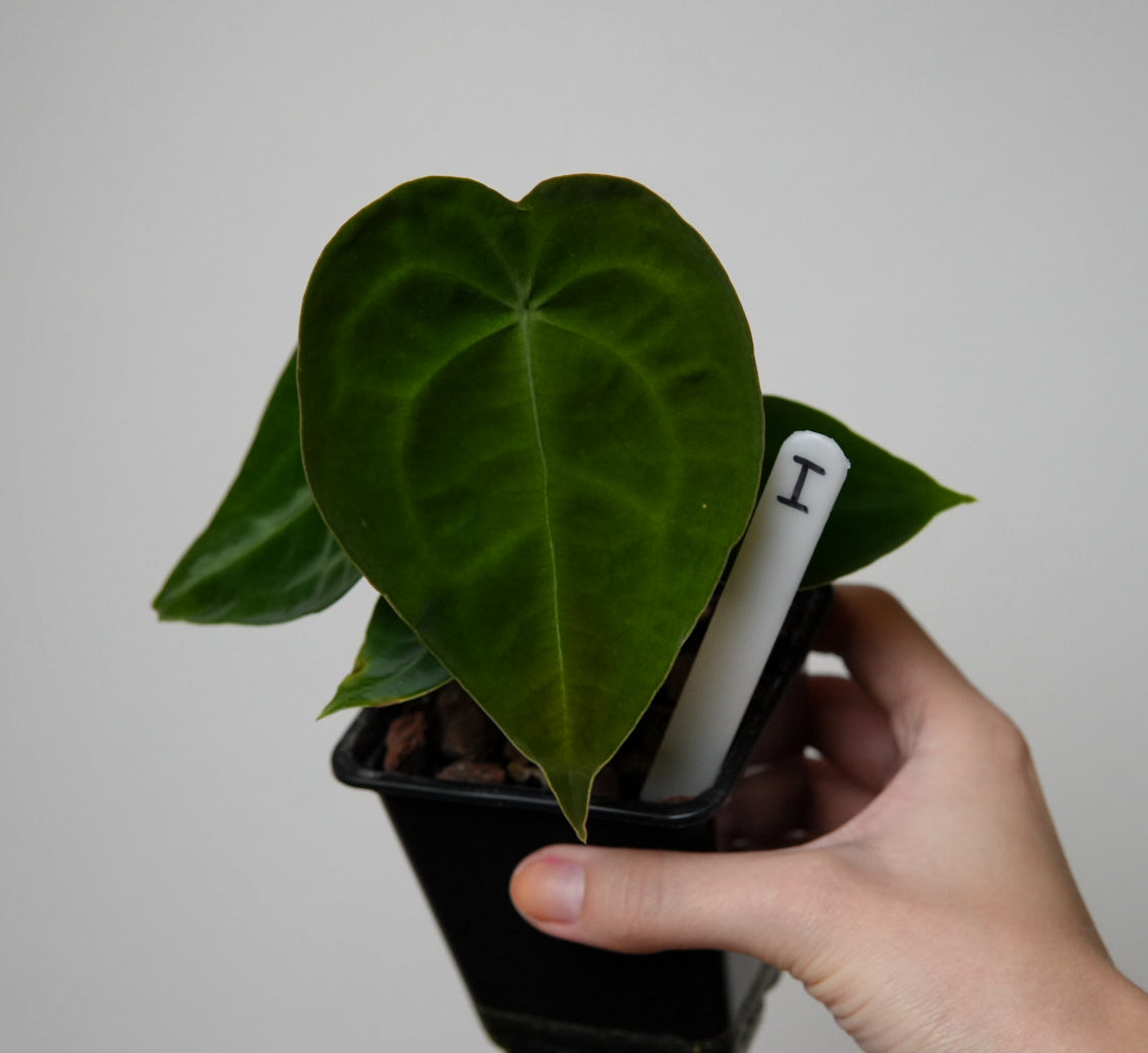 Anthurium forgetii dark form x self