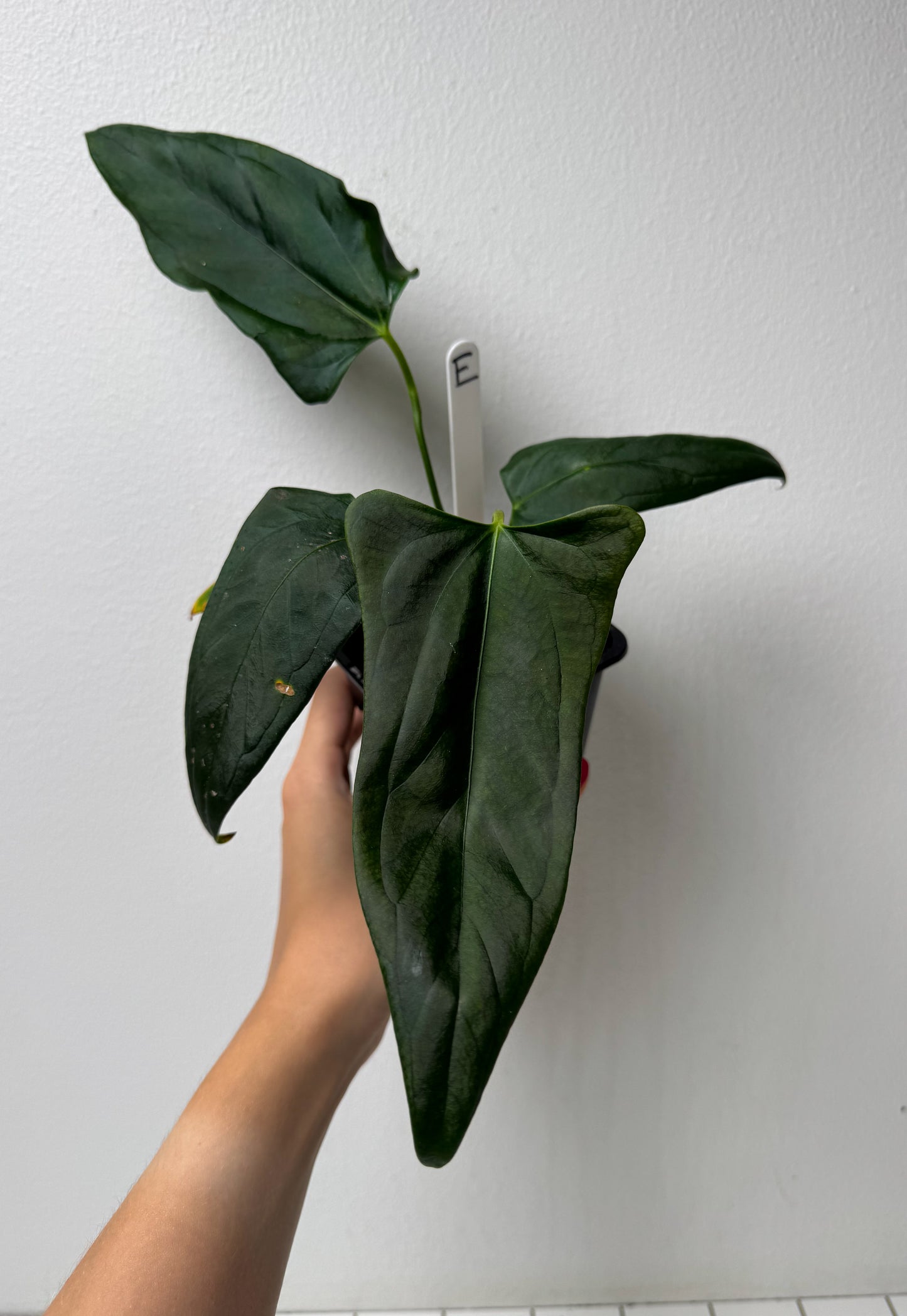 Anthurium (subsignatum x papillilaminum 'Marie') x (NSE dorito port x papillilaminum RLFS)
