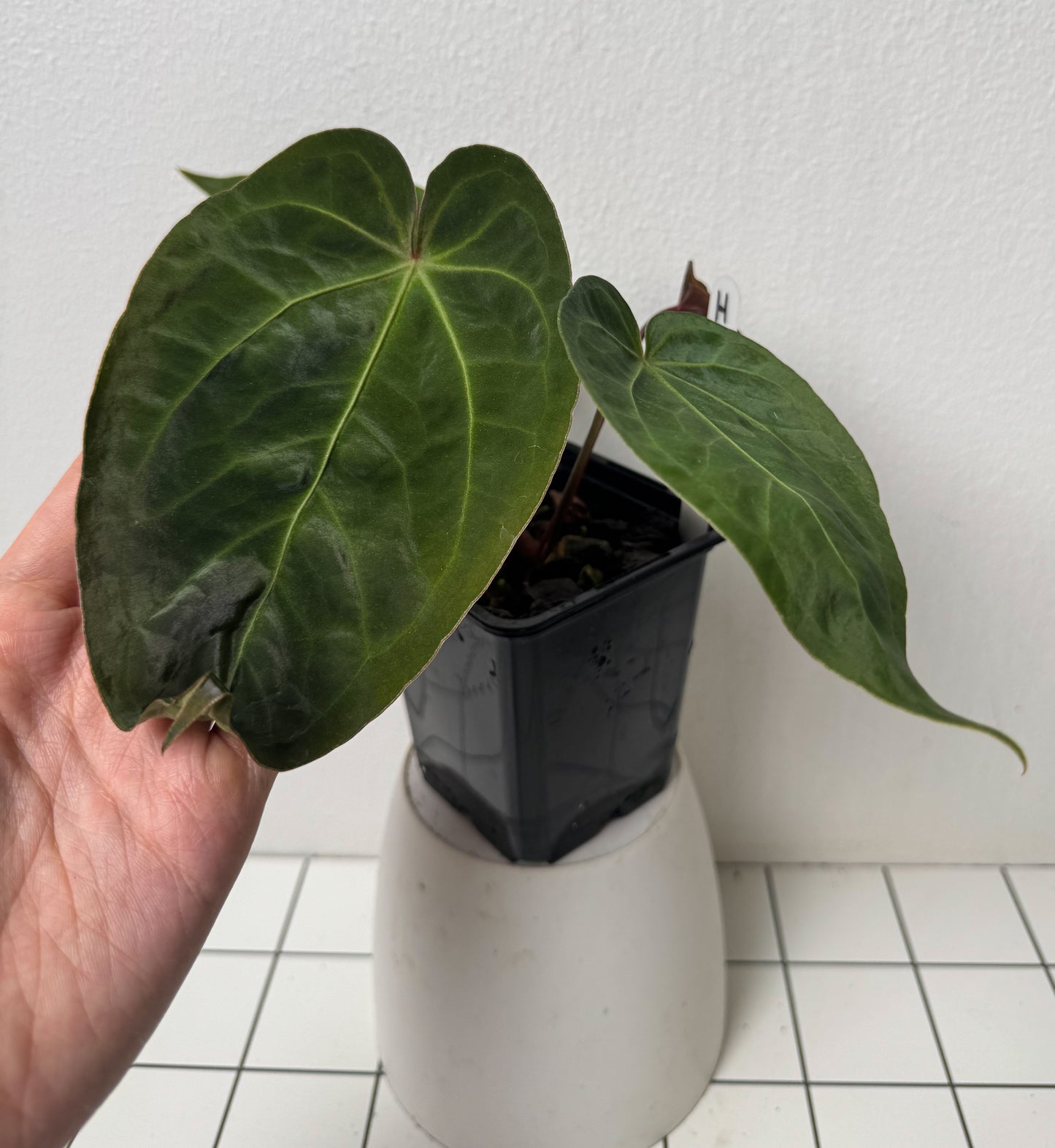 Anthurium Cv Carmesim x (Zara x Michelle)