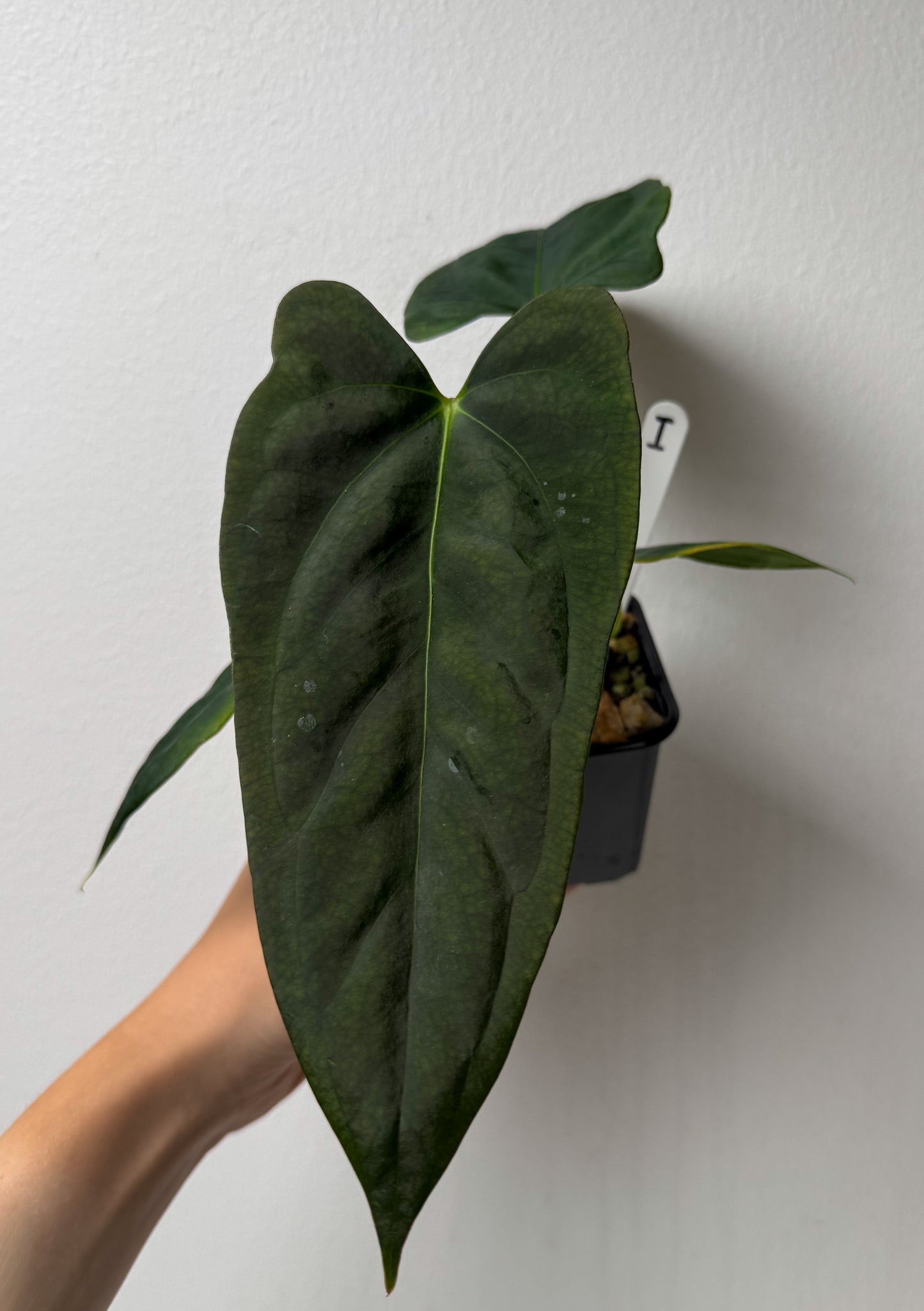 Anthurium (subsignatum x papillilaminum 'Marie') x (NSE dorito port x papillilaminum RLFS)