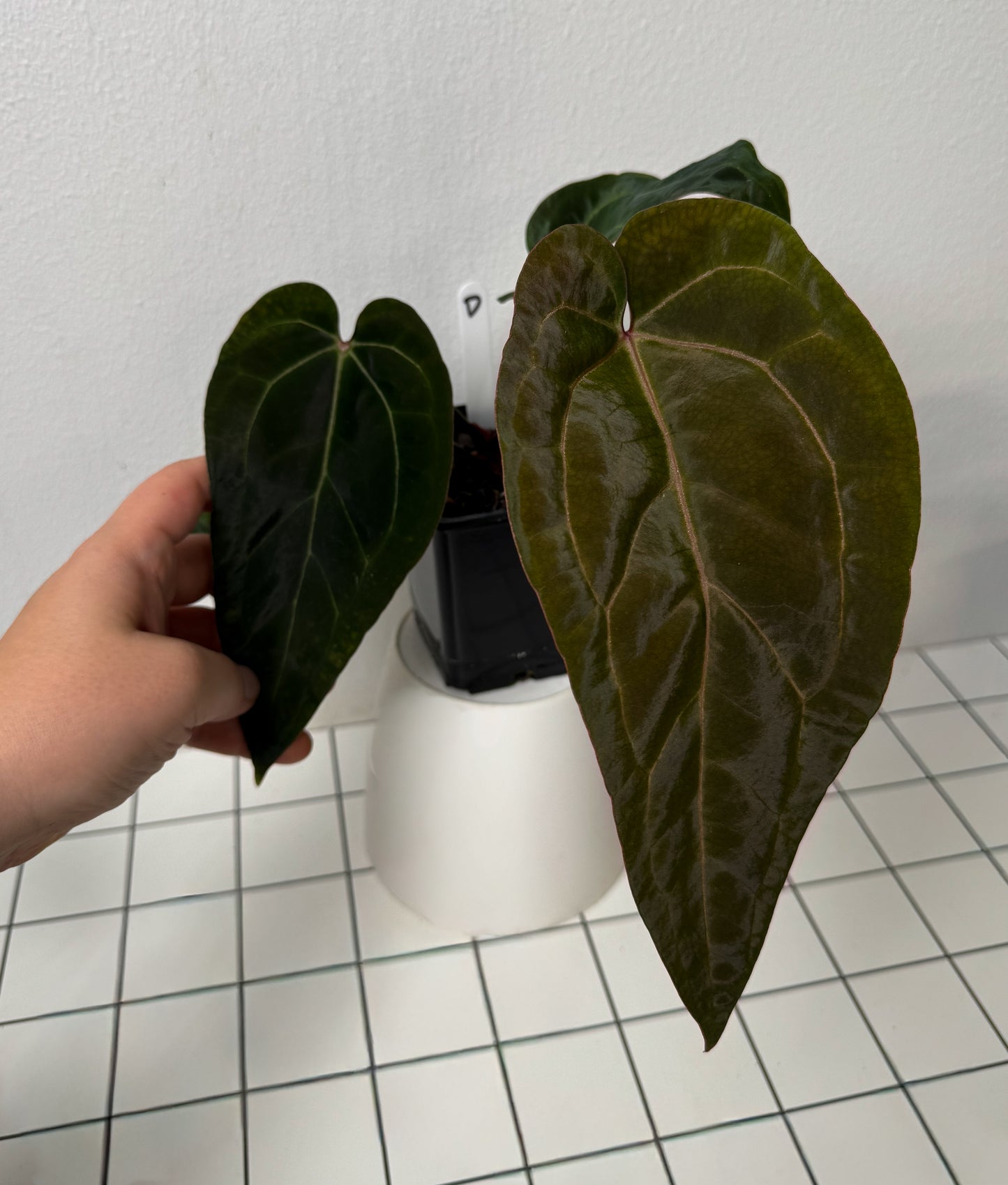 Anthurium (Zara x Michelle) x (Dorito Port x RLFS)