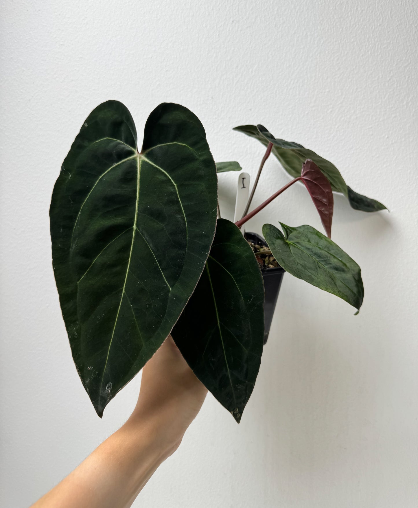 Anthurium carlablackiae (NSE) x (Dorito Port x RLFS)