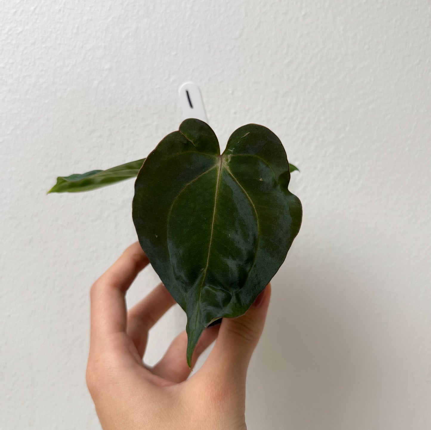 Anthurium carlablackiae (NSE) x BVEP ('SS x RA')