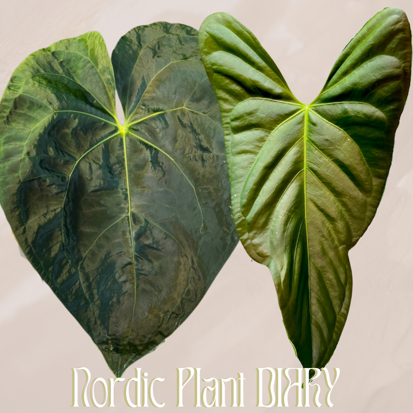 Anthurium QoH hybrid 3 x (subsignatum x papillilaminum 'Marie')