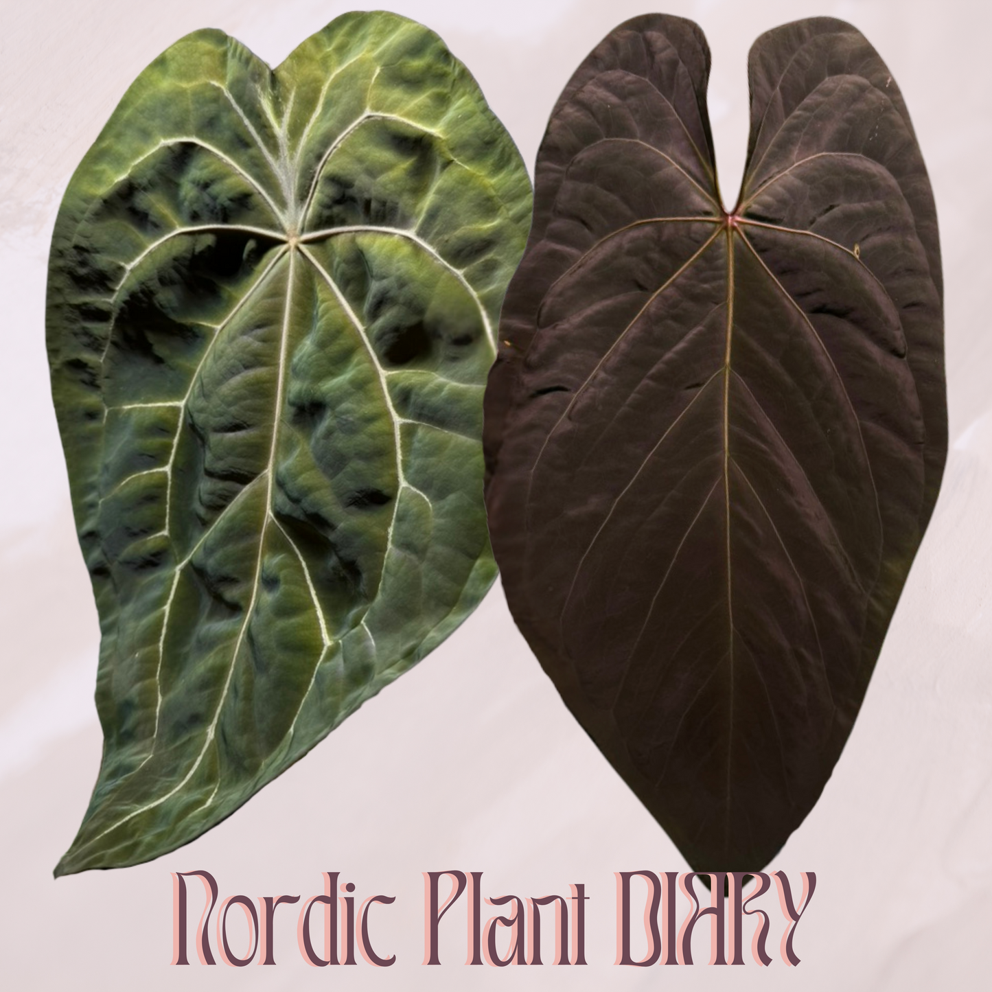 Anthurium (Red Crystallinum x forgetii) x (noid 'Code Red' x papillilaminum 'A+')