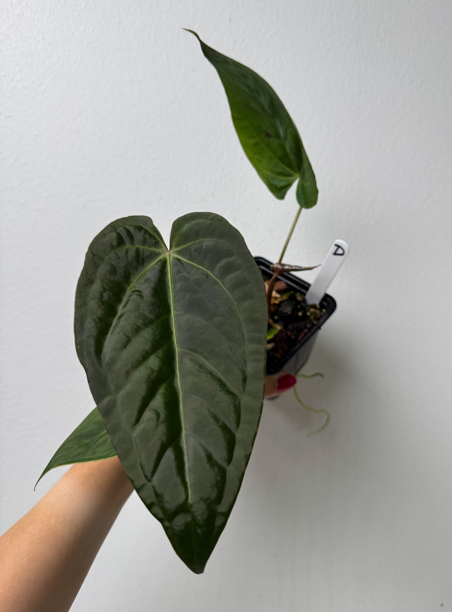Anthurium Cv Carmesim x (Zara x Michelle)