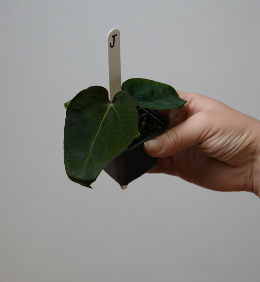 Anthurium carlablackiae X x (noid 'Code Red' x papillilaminum 'A+')