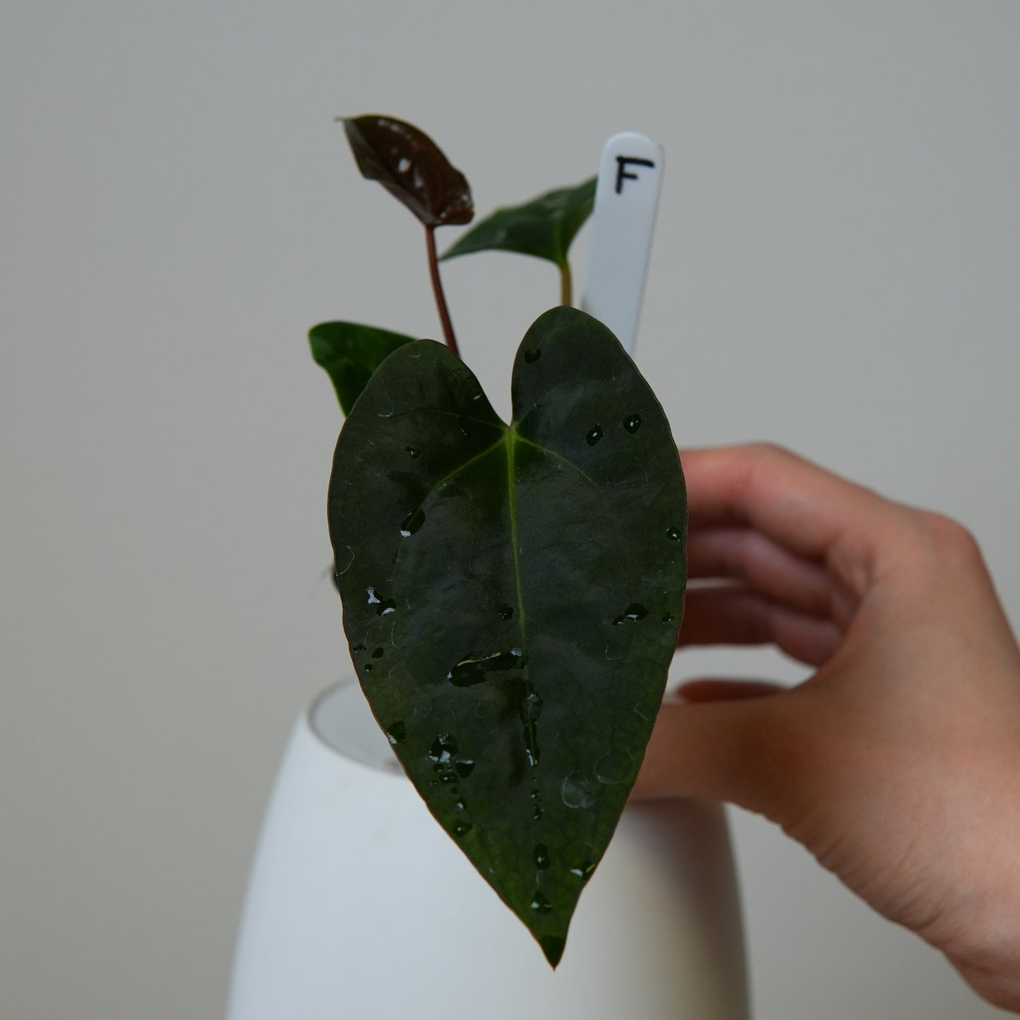 Anthurium (subsignatum x papillilaminum 'Marie') x carlablackiae NSE